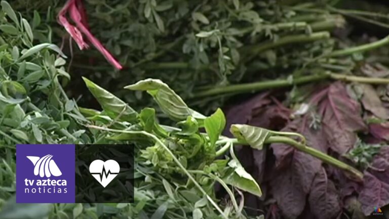 Tiendas de Jardiner&iacute;a con Plantas Medicinales en Las Salinas